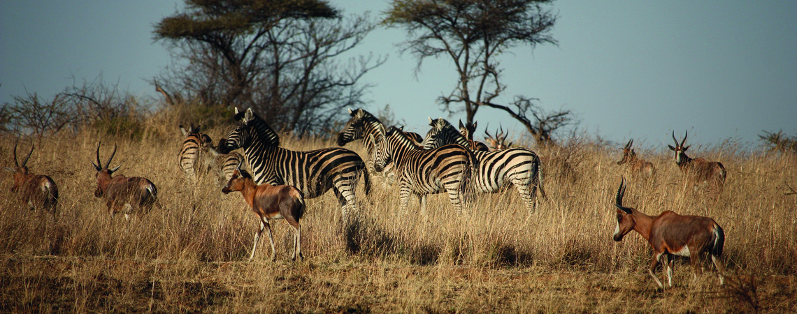 A group of Zebra in a field